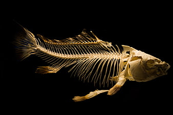 Detailed Fish Skeleton on Black Background