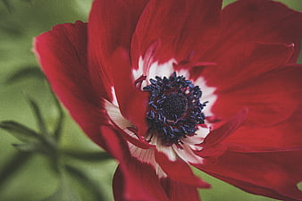 Close-up of a vibrant red anemone flower with dark center