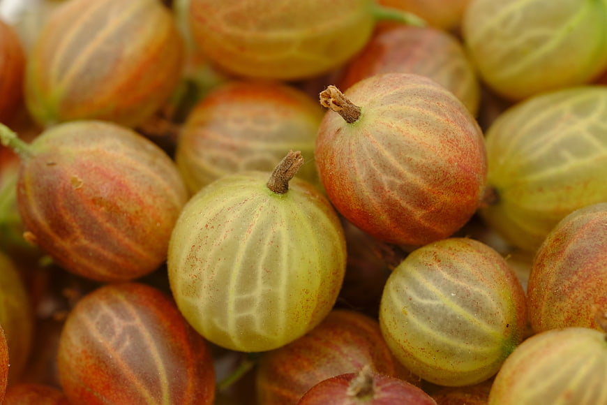 Close-up of ripe gooseberries with striped skin and natural texture