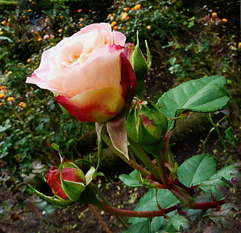 Close-up of a pink and red rose bloom in a garden