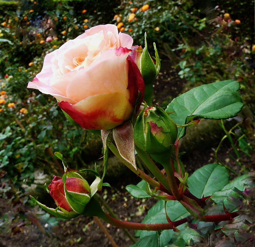 Close-up of a pink and red rose bloom in a garden