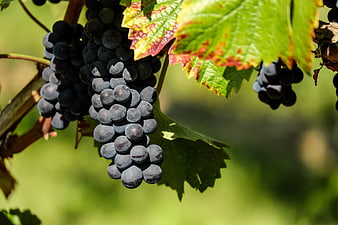 Close-up of ripe dark grapes on a vine with green leaves