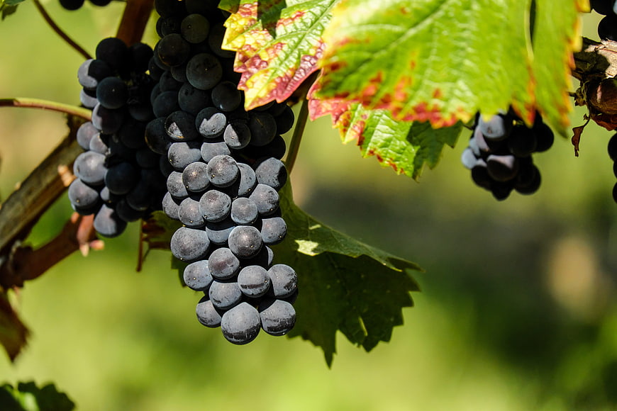 Close-up of ripe dark grapes on a vine with green leaves