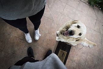 Golden Retriever Looking Up at Owners on Patio