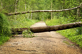 Fallen birch trees blocking a forest path after a storm