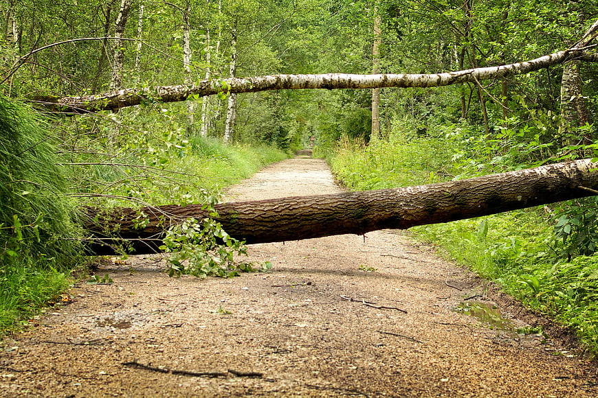 Fallen birch trees blocking a forest path after a storm