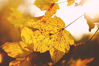 Golden autumn maple leaf backlit by warm sunlight