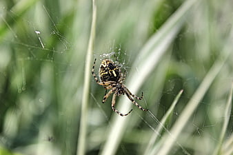 Close-up of a Garden Spider in its Web