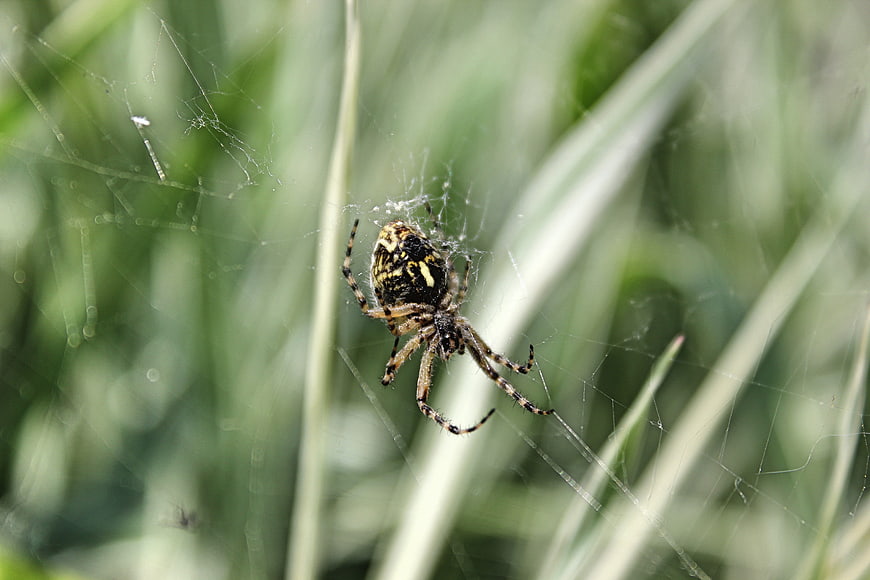 Close-up of a Garden Spider in its Web