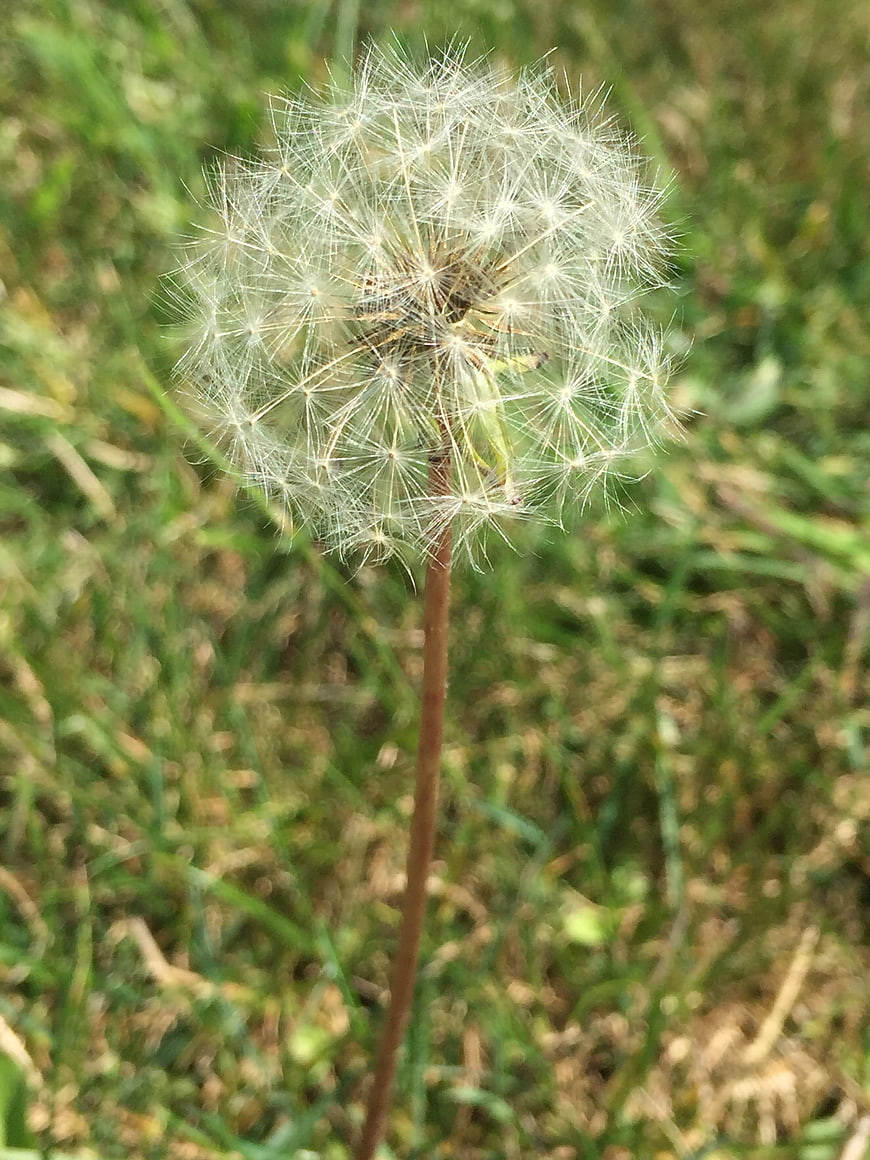 Close-up of a Dandelion Seed Head in Green Grass