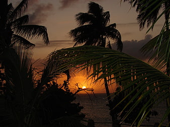 Tropical sunset silhouette with palm trees over the ocean