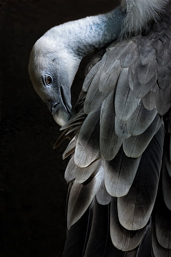 Close-up of a vulture preening feathers against dark background