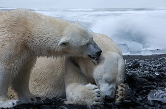Two Polar Bears Interacting On A Rocky Arctic Shoreline