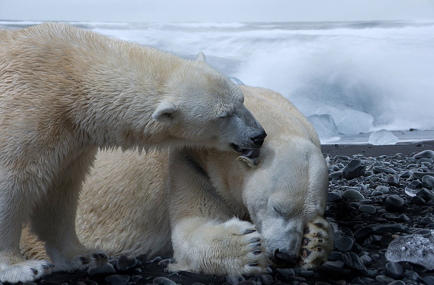 Two Polar Bears Interacting On A Rocky Arctic Shoreline