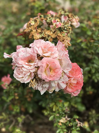 Cluster of Pink Roses with Withered Blooms in Garden