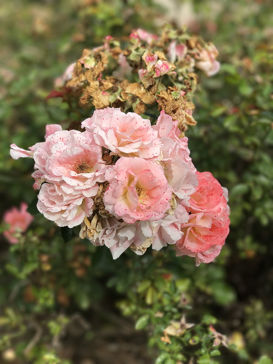 Cluster of Pink Roses with Withered Blooms in Garden