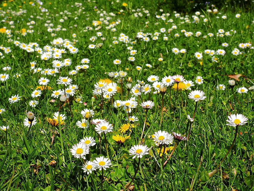 Vibrant Meadow of White Daisies and Yellow Dandelions in Green Grass