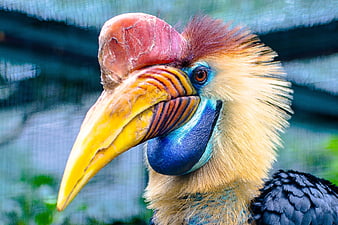 Close-up portrait of a Great Hornbill with vibrant colors