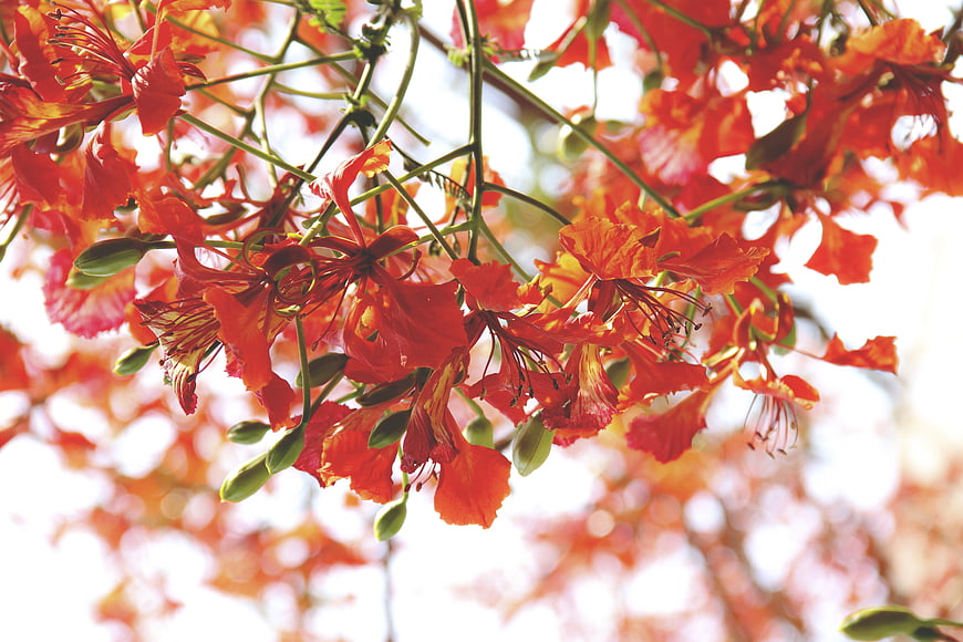 Vibrant Red Royal Poinciana Flowers in Sunlight