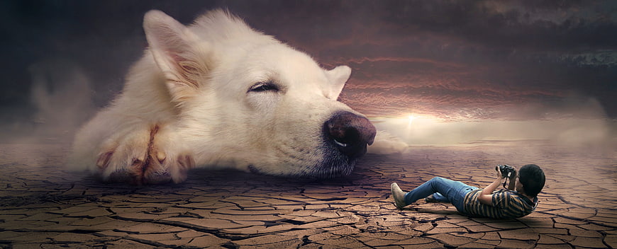 Surreal giant sleeping white dog with photographer on cracked earth