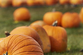 Close-up of orange pumpkins in an autumn harvest patch