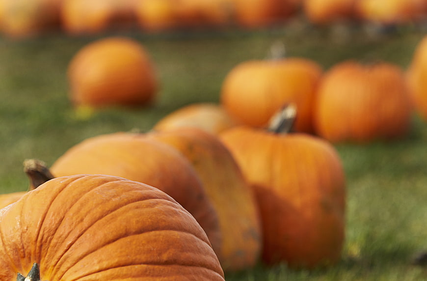 Close-up of orange pumpkins in an autumn harvest patch