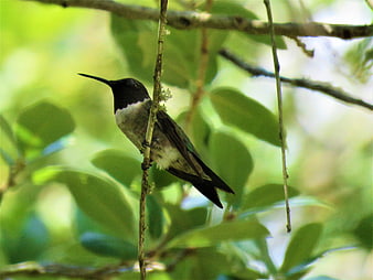 Hummingbird perched on a branch in a forest