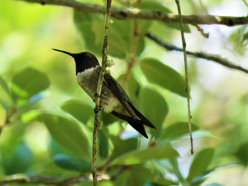 Hummingbird perched on a branch in a forest