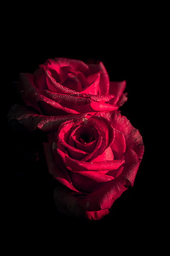 Two vibrant red roses with dew drops on black background