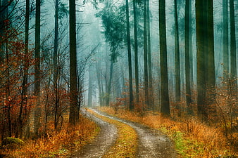 Foggy Autumn Forest Path With Tall Trees And Golden Light