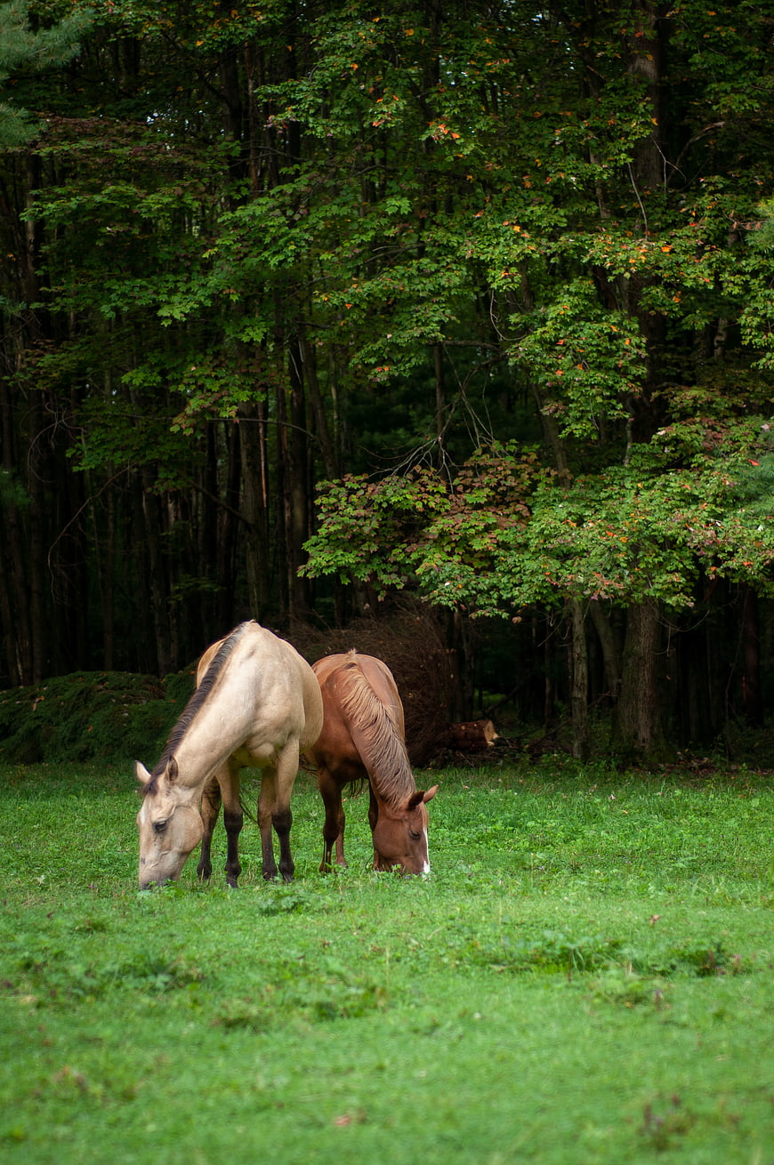 Two horses grazing in a green meadow near forest