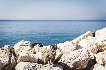Tabby cat sitting on coastal rocks with blue sea background