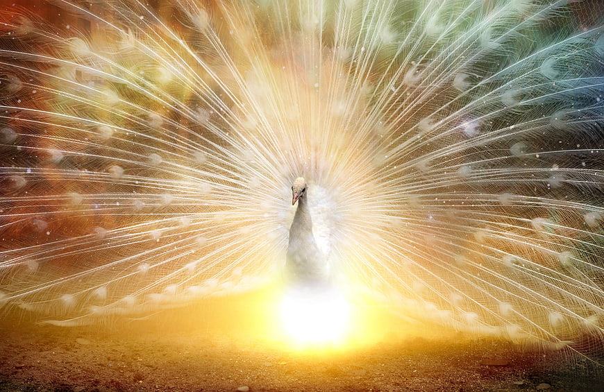 White Peacock Displaying Feathers with Golden Light