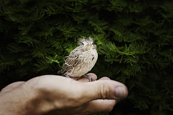 Baby cardinal bird perched on human hand with green foliage background