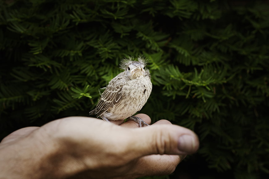 Baby cardinal bird perched on human hand with green foliage background