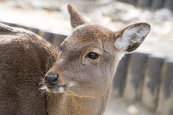 Close-up portrait of a young deer with soft brown fur