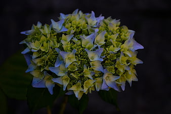 Close-up of green and blue hydrangea flower on dark background