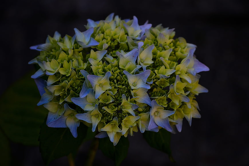 Close-up of green and blue hydrangea flower on dark background