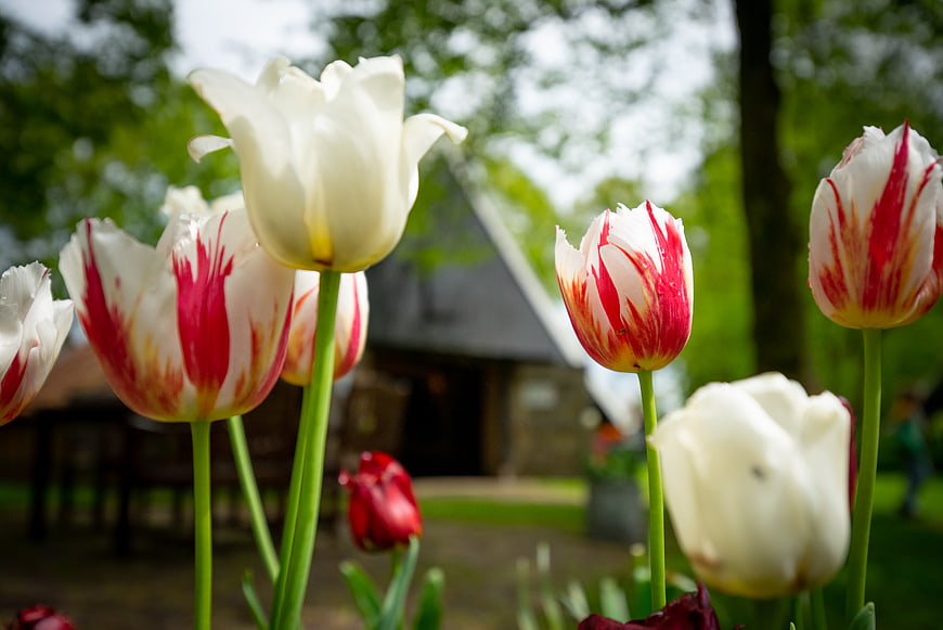 White and Red Tulips in a Garden with Blurred Cottage Background