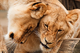 Two Lionesses Resting Together in Close-Up