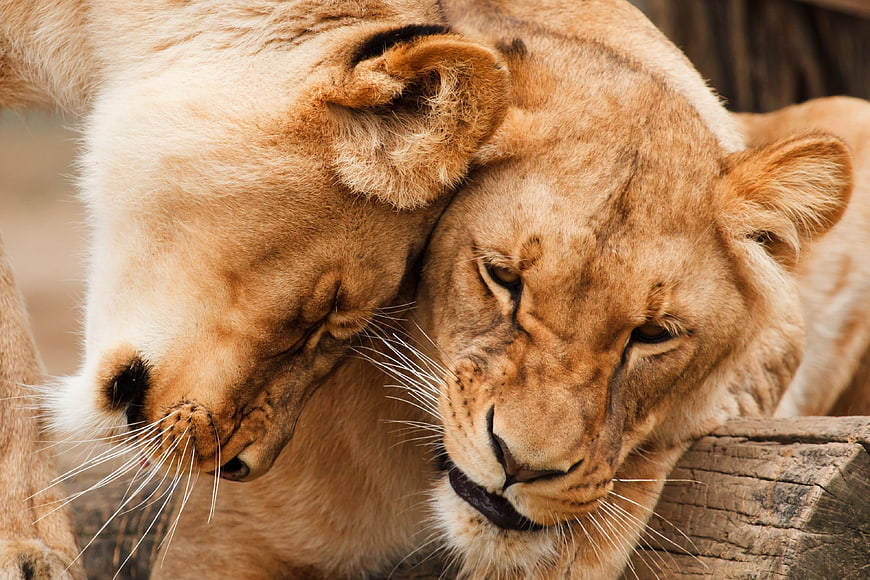 Two Lionesses Resting Together in Close-Up