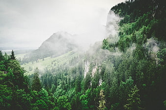 Misty green mountain forest landscape with fog
