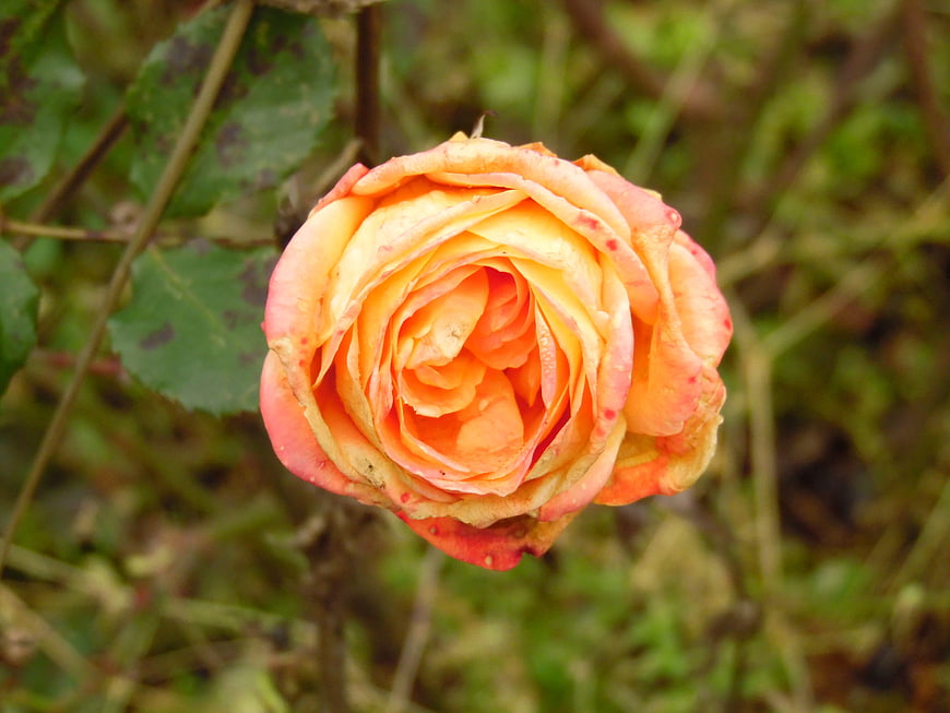 Close-up of a vibrant orange and yellow rose blossom