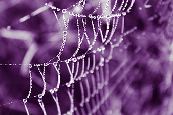 Macro Close-Up of Dew Drops on Spider Web with Purple Tint