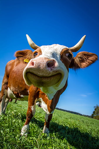 Funny close-up of a curious cow in a green pasture