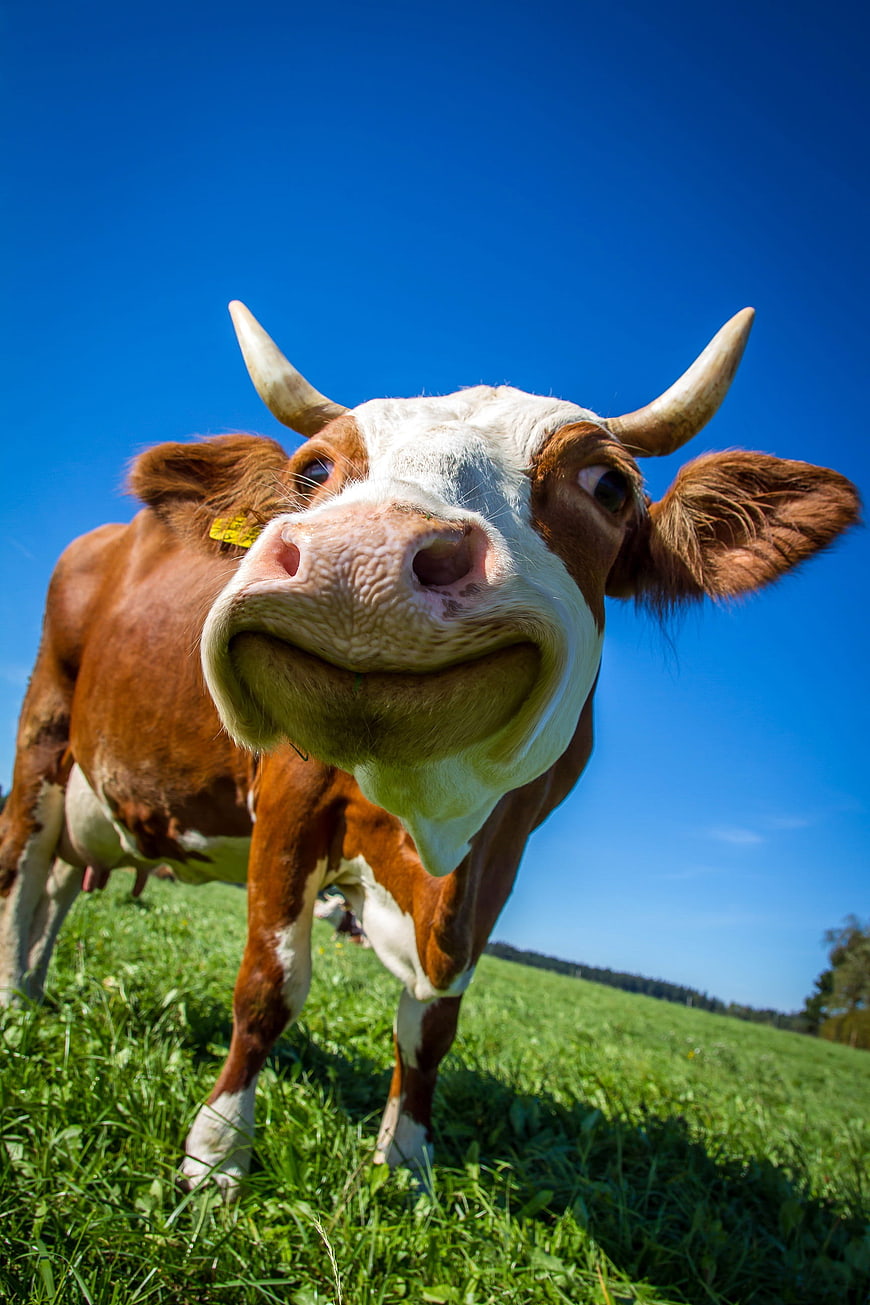Funny close-up of a curious cow in a green pasture