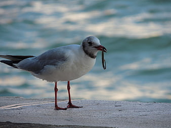 Seagull with fish on concrete pier by ocean