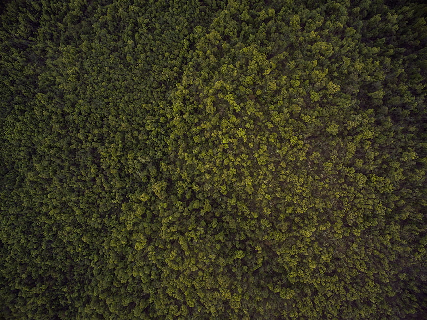 Aerial View of Dense Green Forest Canopy