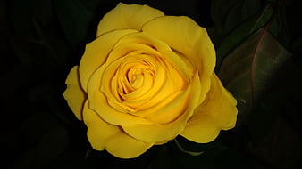 Close-up of a vibrant yellow rose against a dark background