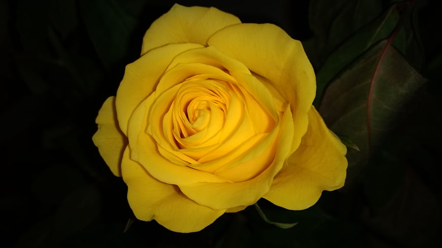 Close-up of a vibrant yellow rose against a dark background